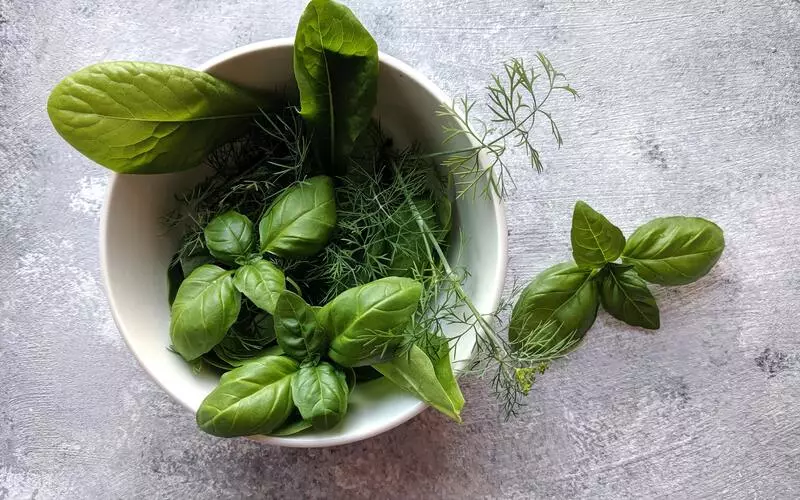 herb Basil