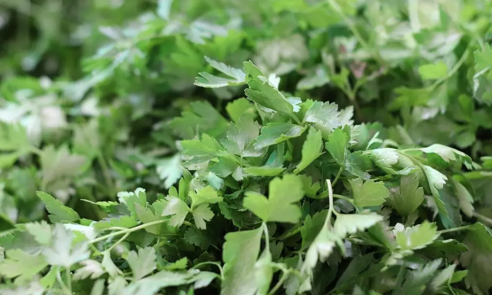 Herb Coriander