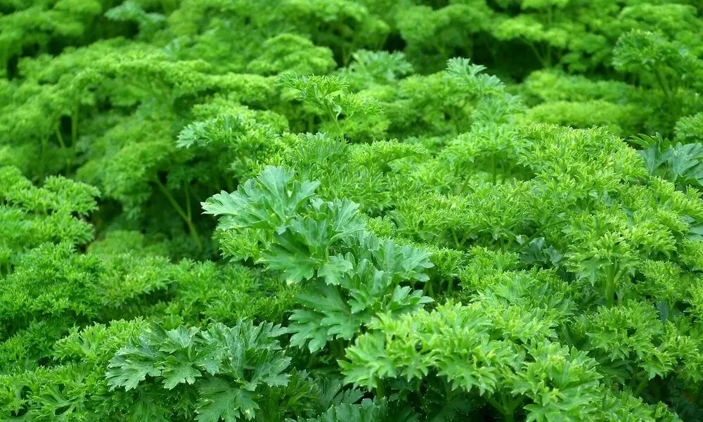 Herb Parsley