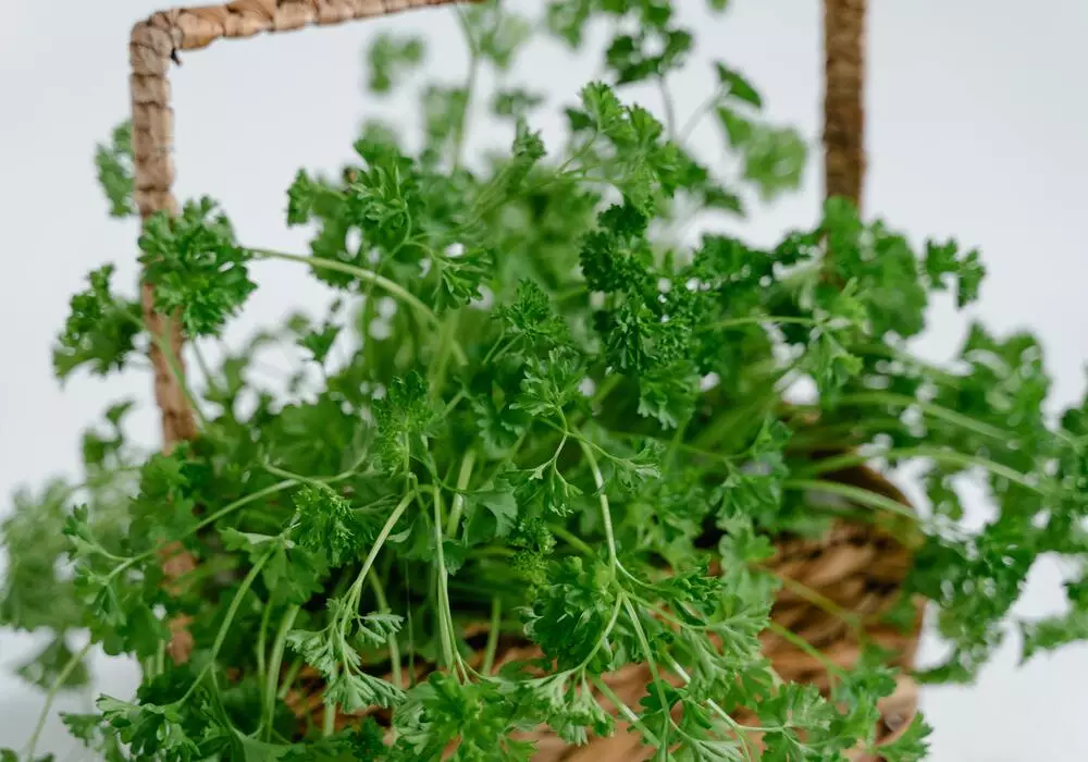 herb Oregano