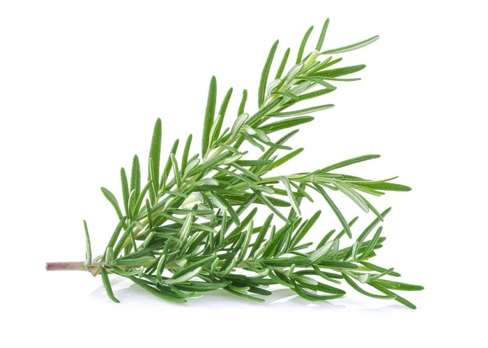 herb Rosemary